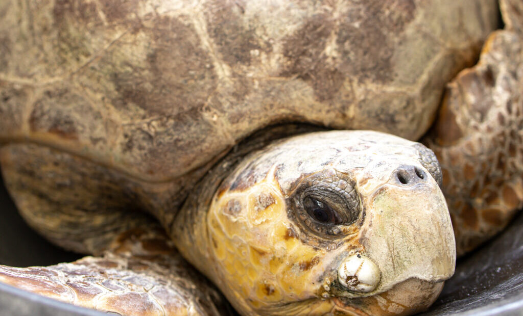 A Massive Volunteer Network in Florida Works to Save Endangered Sea Turtles