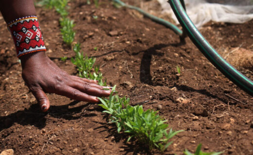 Climate adaptation helps African nations tackle rising conflict over resources