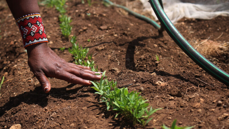 Climate adaptation helps African nations tackle rising conflict over resources