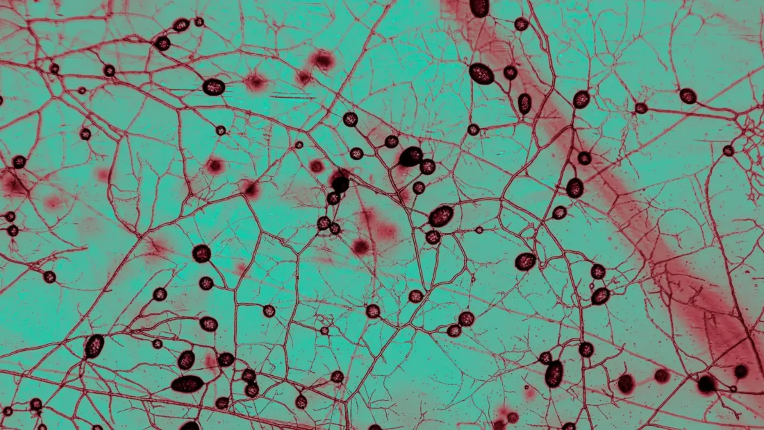 This unfathomably huge fungal network keeps Earth cool and green