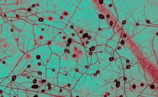 This unfathomably huge fungal network keeps Earth cool and green