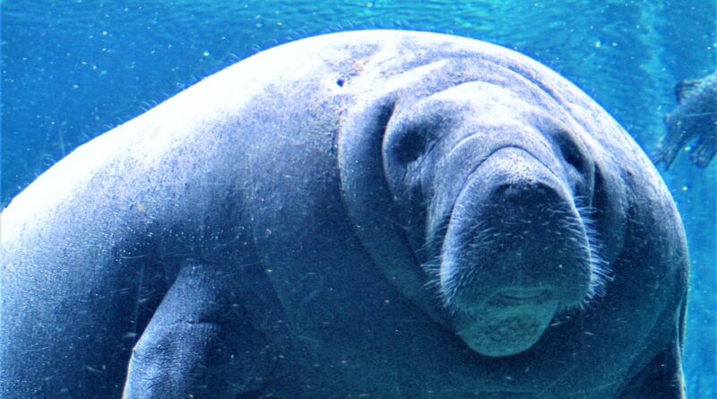 Conservation Groups Plan to Sue Trump Over Attempts to Eliminate Protections for Threatened Species & Favor Corporate Interests Instead of Science