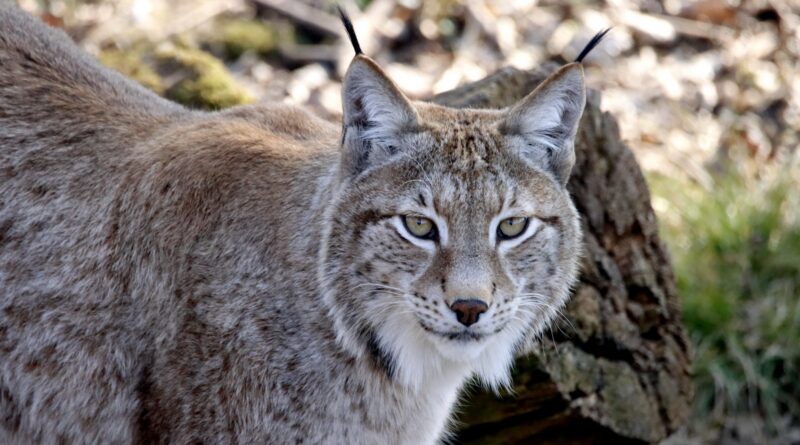Trump Administration Further Guts Endangered Species Act Implementation With Two New Rules