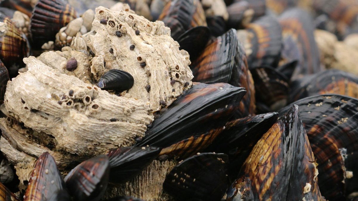 New ‘living seawall’ habitat in Boston is already teeming with life