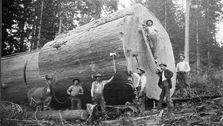 Demystifying Old-Growth Lumber