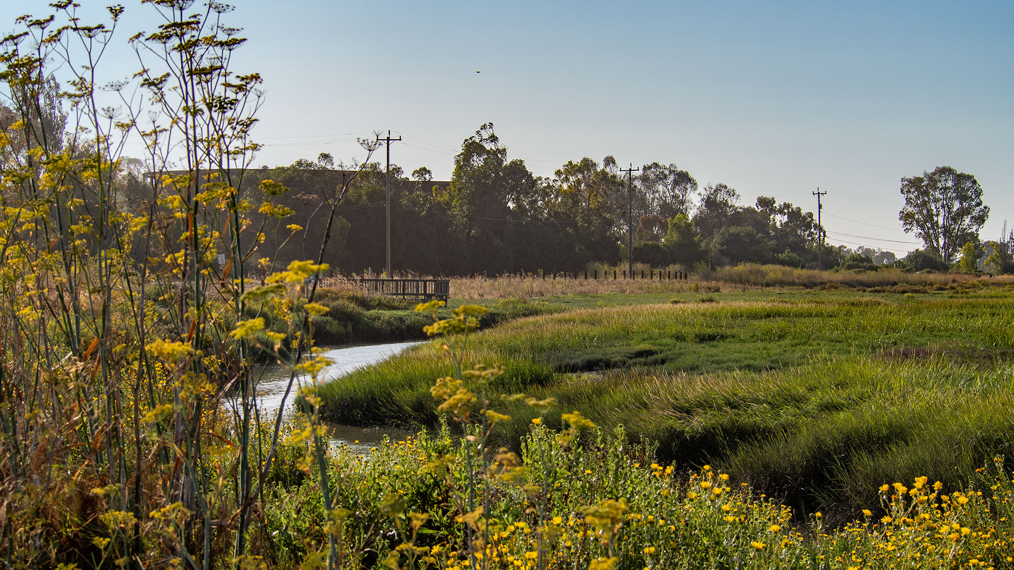 A new type of levee is taking root in Northern California