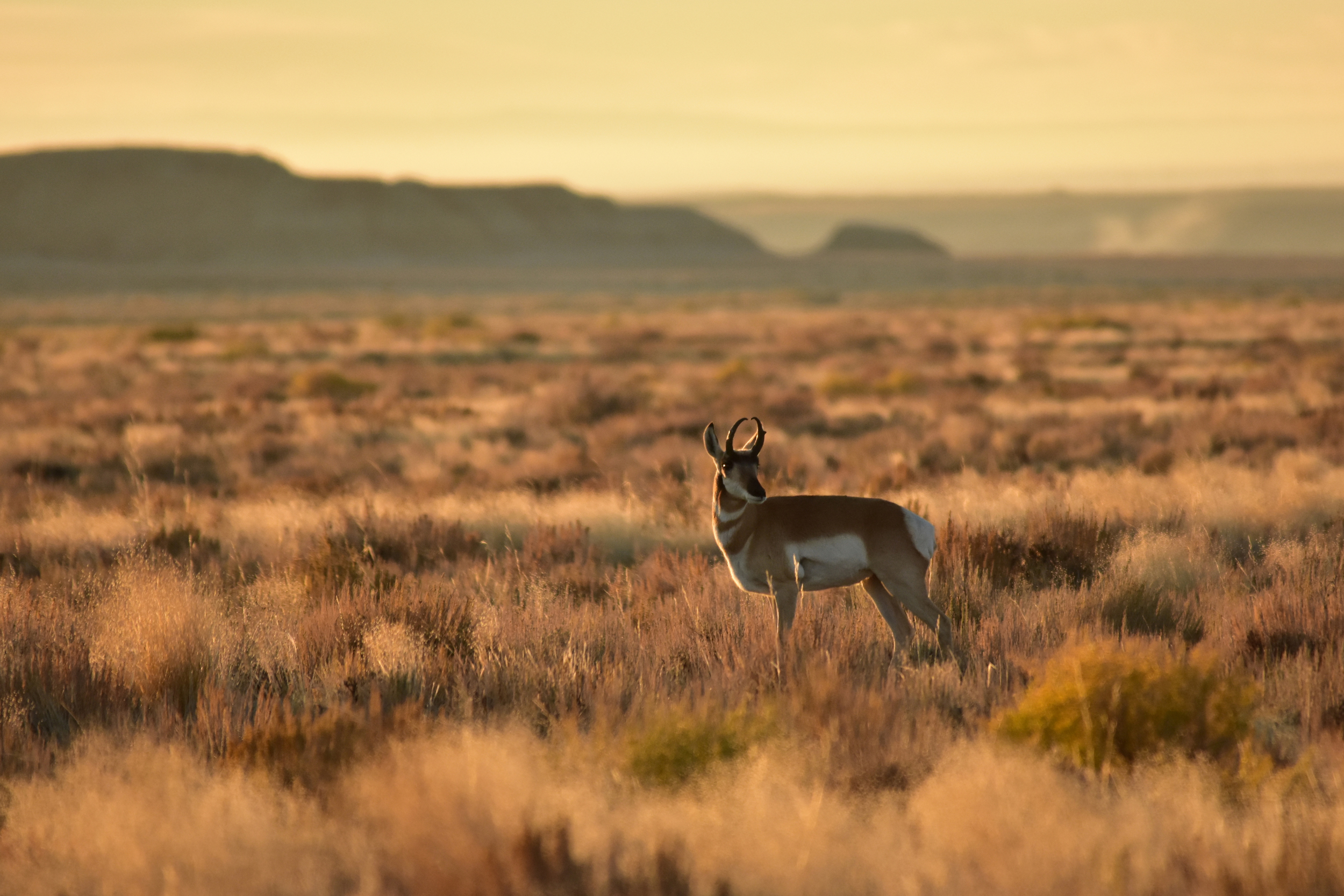 As Trump Expands Hunting and Fishing Access on Wildlife Refuges, What Will the Impact Be?