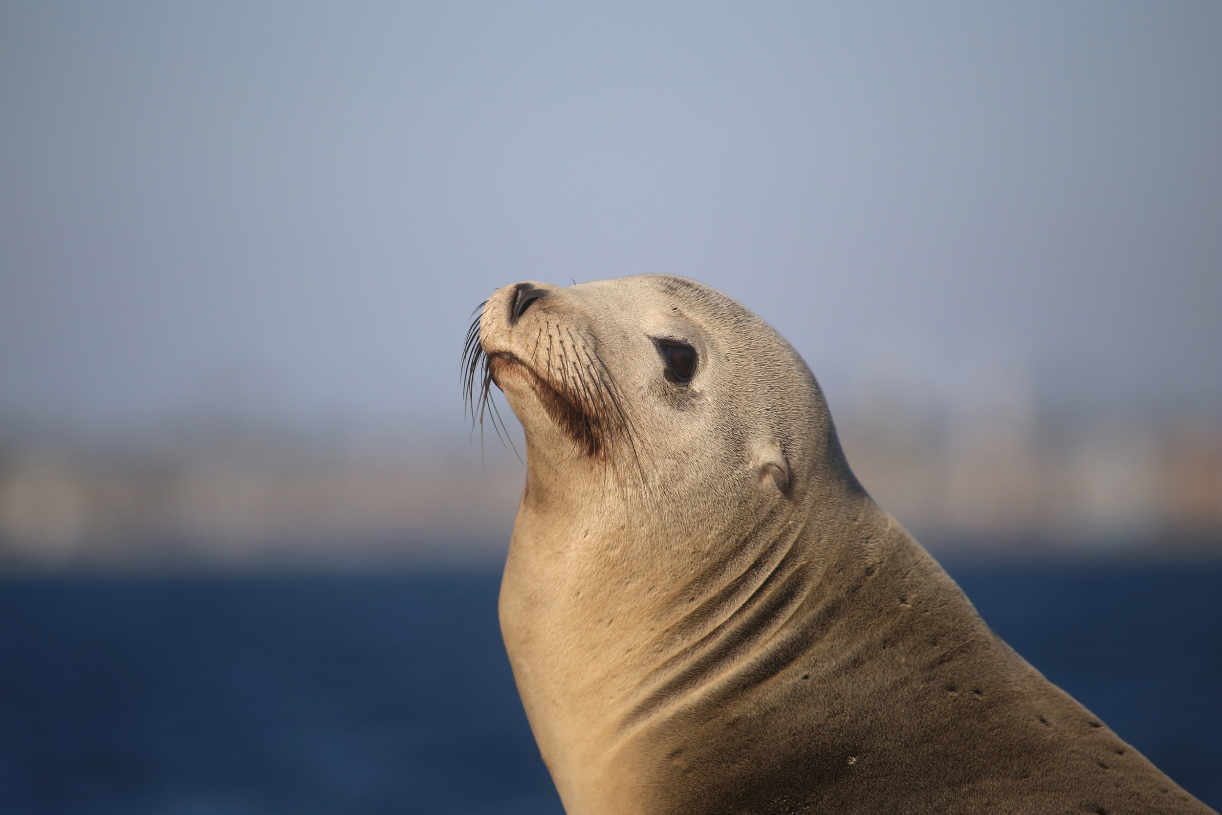 NOAA’s New Priorities Put Profits Ahead of Marine Protections