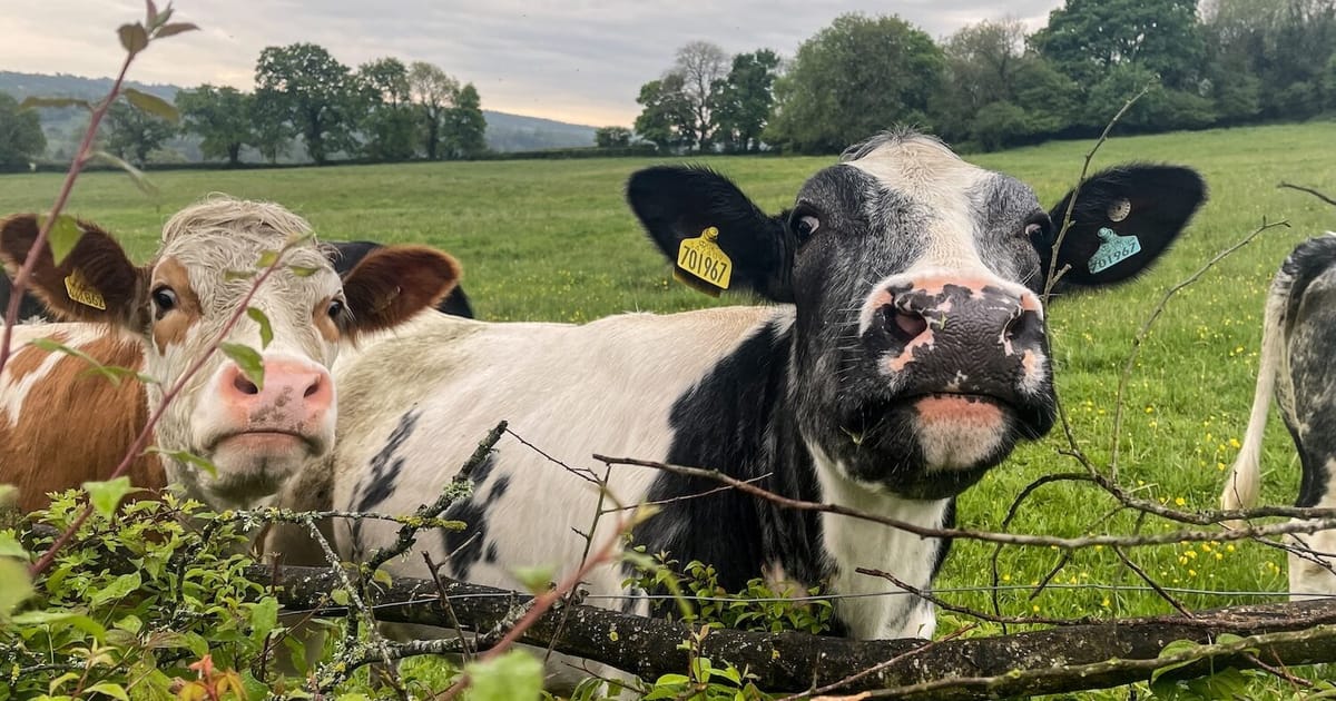 World’s oldest cheddar-maker slashes energy bills with novel heat pumps