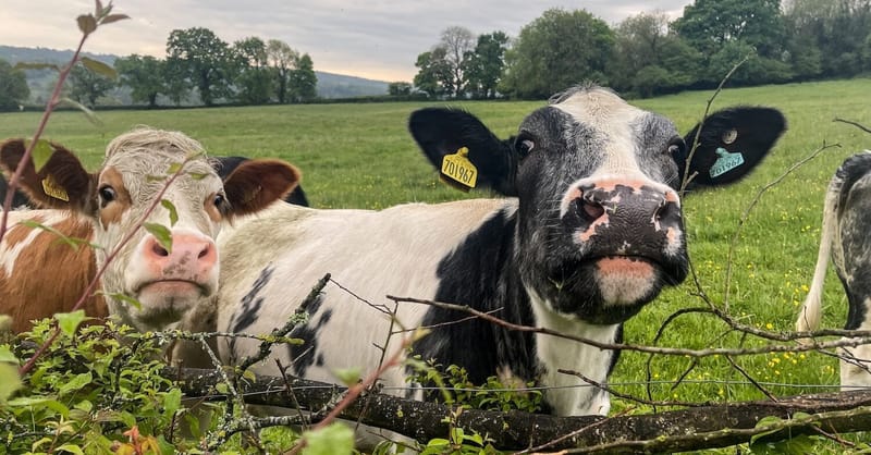 World’s oldest cheddar-maker slashes energy bills with novel heat pumps