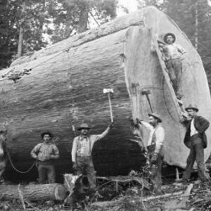 Demystifying Old-Growth Lumber