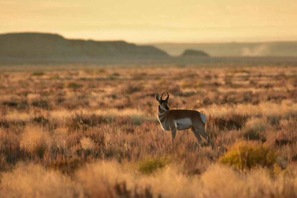 As Trump Expands Hunting and Fishing Access on Wildlife Refuges, What Will the Impact Be?