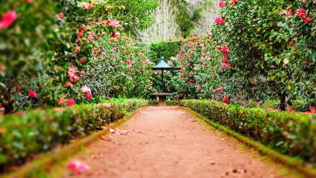 Lush botanic garden path and greenery