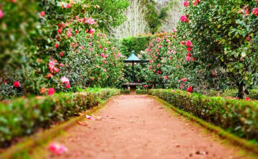 Lush botanic garden path and greenery