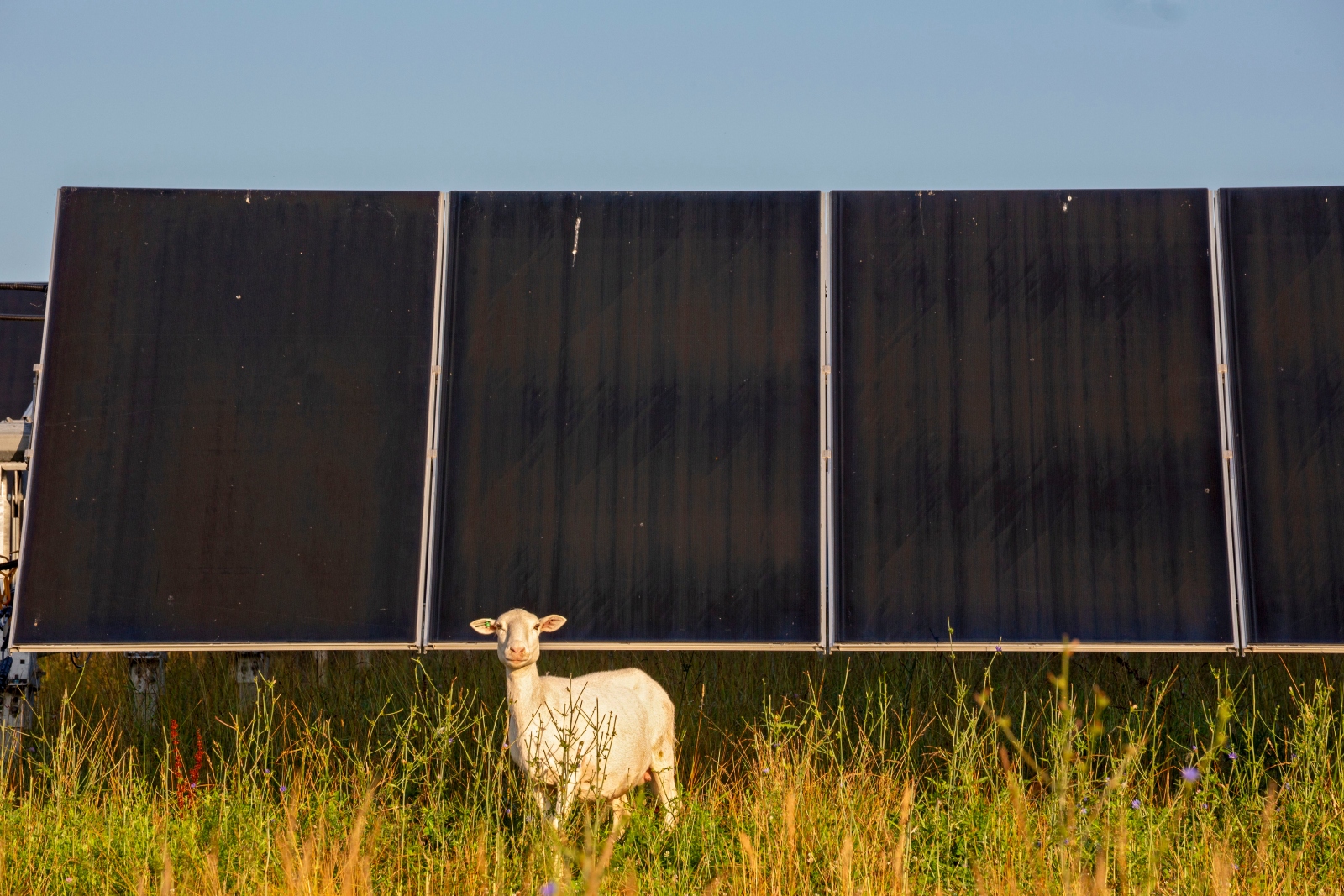 As family farms decline and the climate heats up, farmers weigh what to do with their land