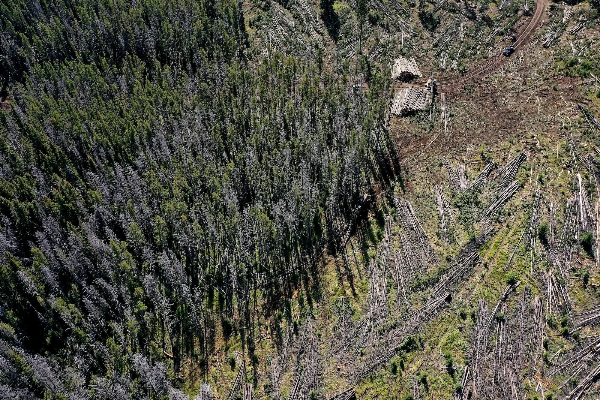 Trump wants to open nearly all national forest trails to dirt bikes and ATVs