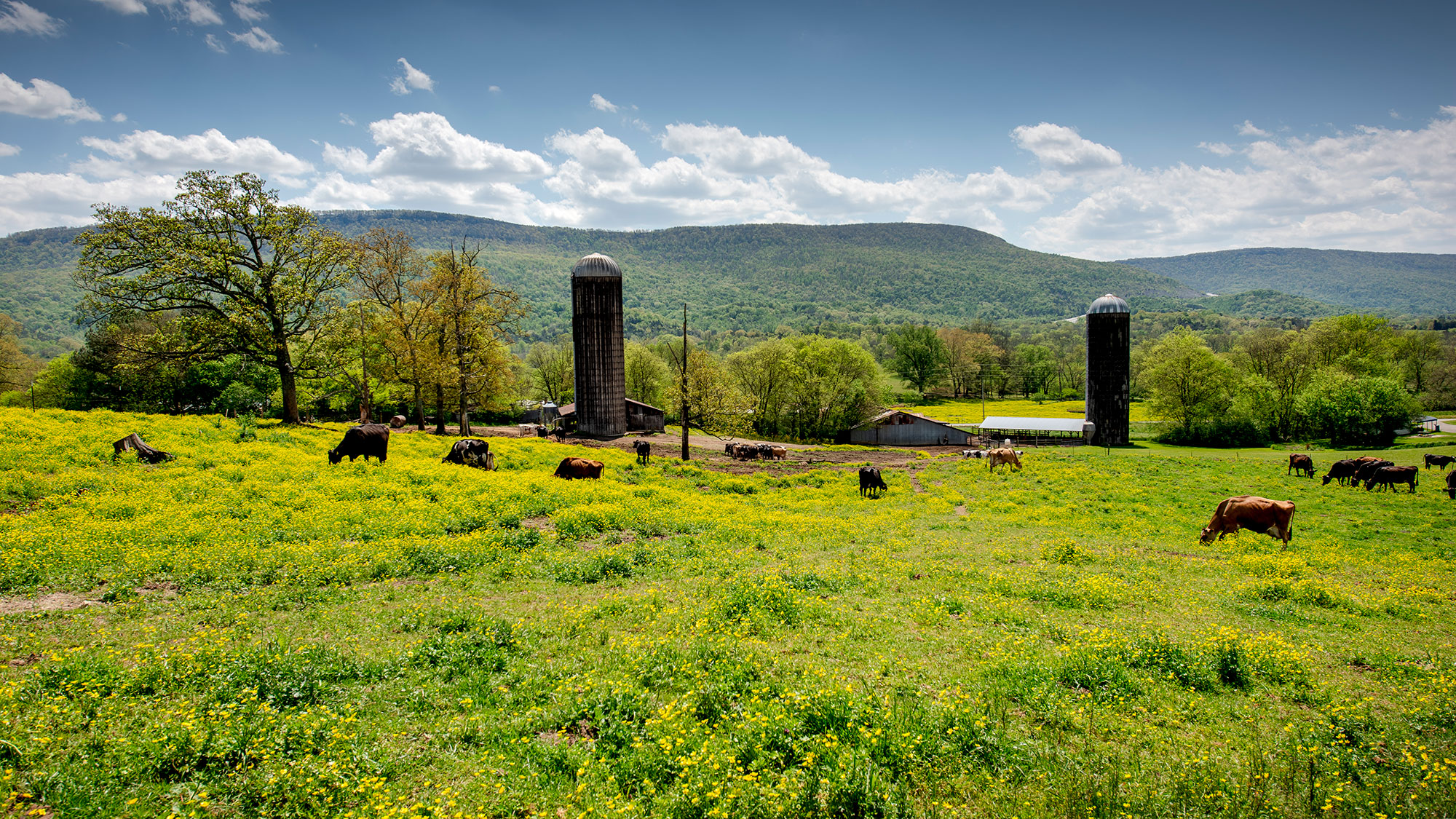 As family farms decline and the climate heats up, farmers weigh what to do with their land