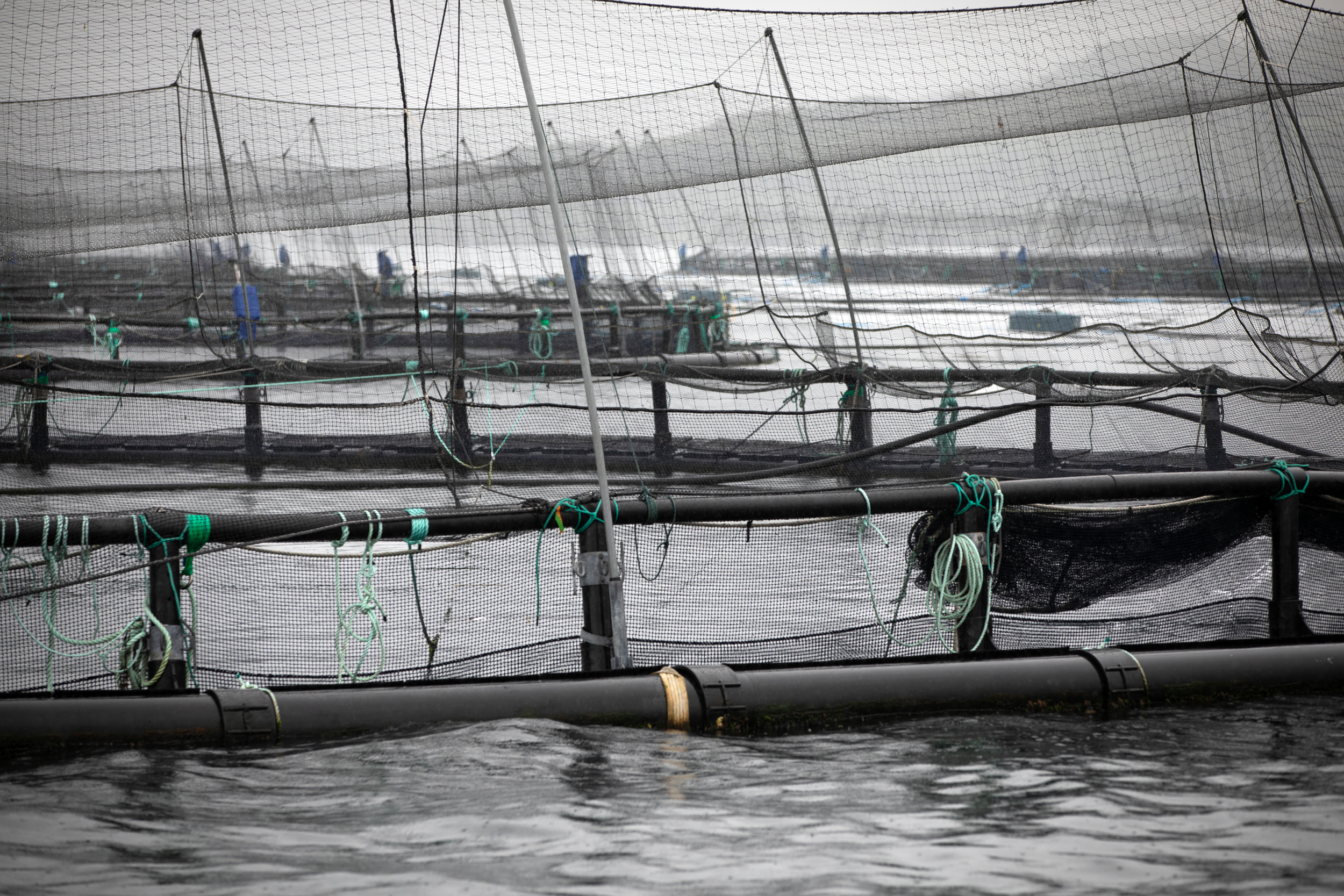 Farmed Salmon May Not Be as Nutritious as It Once Was, New Research Suggests