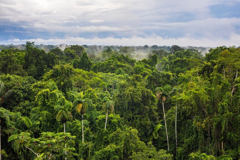 Analysis: Lula presidency saved at least 20,000km2 of Brazilian Amazon since 2022