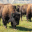In New York, Life-sized American Bison Puppets Inspire Hope for Restoration Efforts