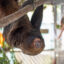 Federal Lawmakers to Introduce Bipartisan Bill to Ban Wild Sloth Imports