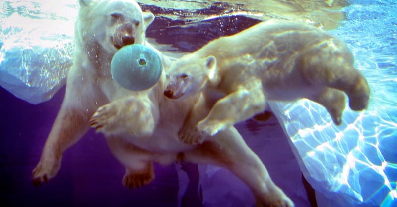 From zoos to craft brews, Michigan looks to spur decarbonization