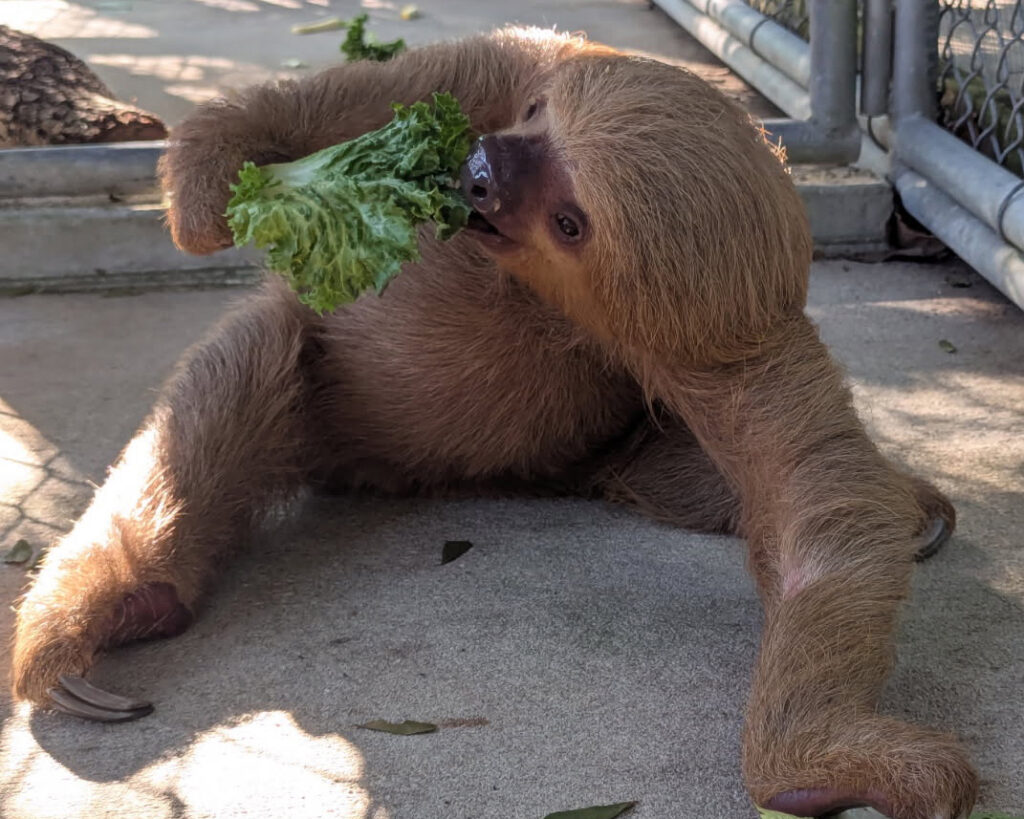 Federal Lawmakers to Introduce Bipartisan Bill to Ban Wild Sloth Imports