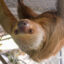 Federal Lawmakers to Introduce Bipartisan Bill to Ban Wild Sloth Imports