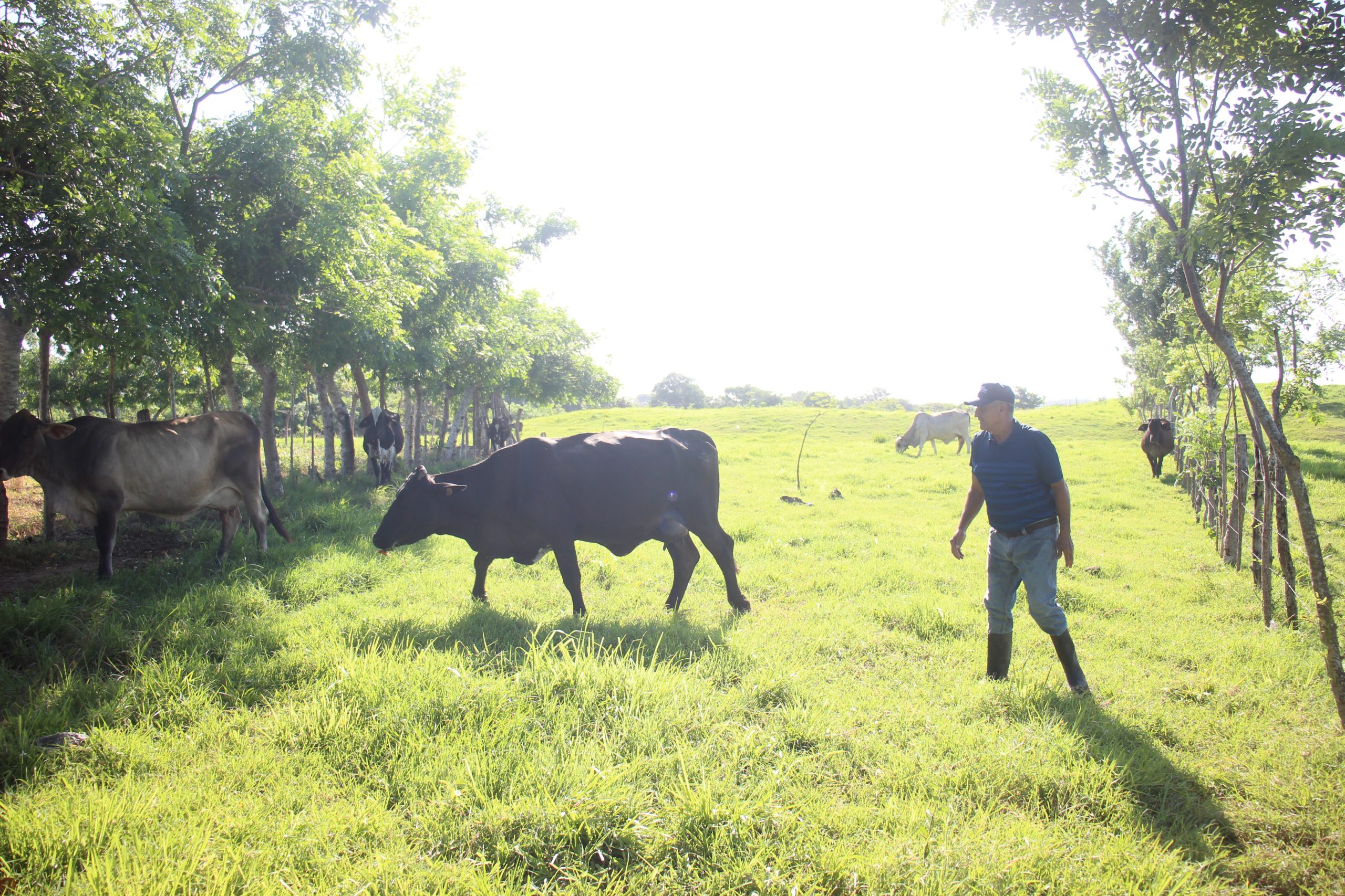 As El Niño fuels drought in Panama, trees help ranchers maintain their water supply