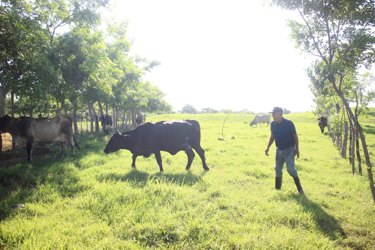 As El Niño fuels drought in Panama, trees help ranchers maintain their water supply