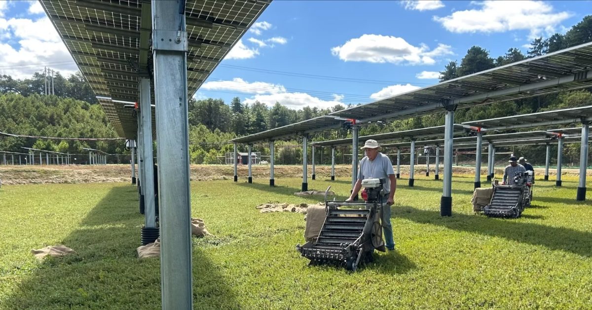 Solar panels are bringing idle cranberry bogs back to life