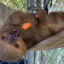 Federal Lawmakers to Introduce Bipartisan Bill to Ban Wild Sloth Imports
