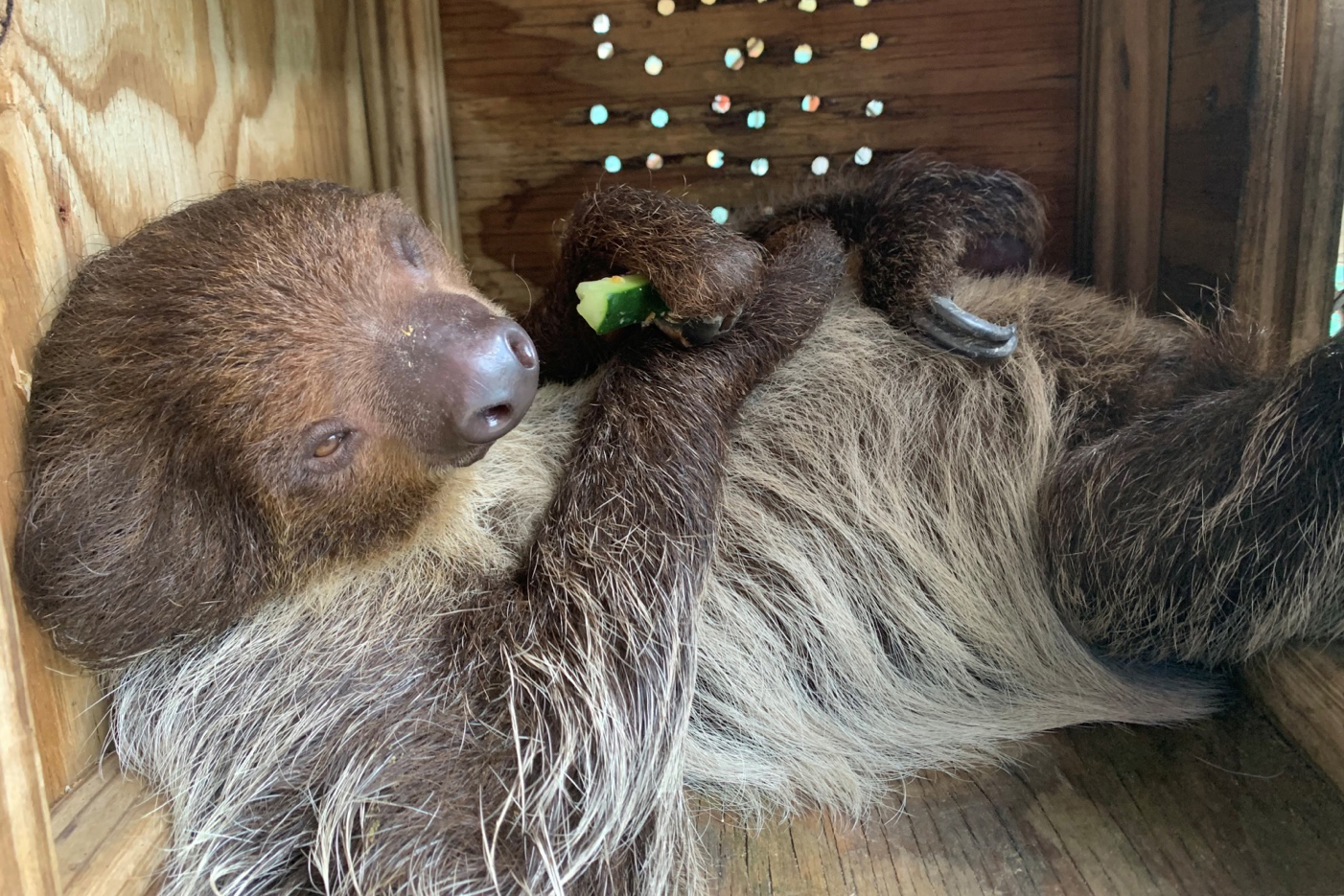 Federal Lawmakers to Introduce Bipartisan Bill to Ban Wild Sloth Imports