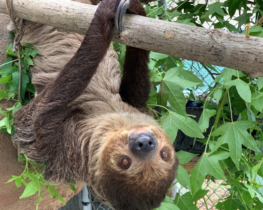 Federal Lawmakers to Introduce Bipartisan Bill to Ban Wild Sloth Imports