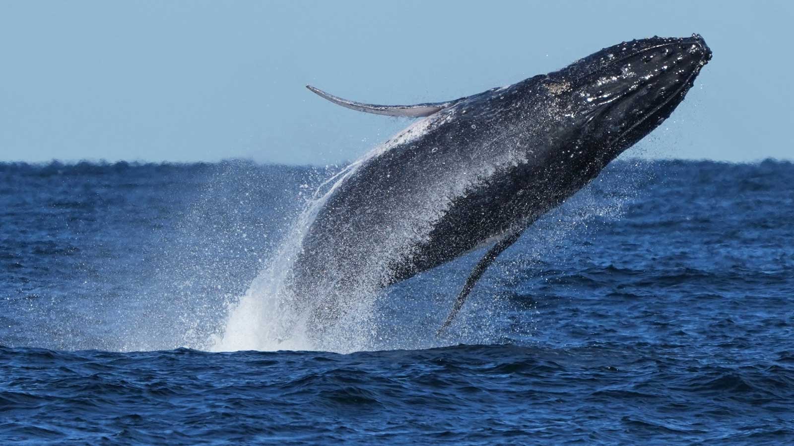 Why whales are climate heroes — who also need our protection